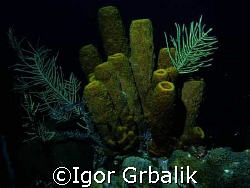 "Just look..." by Igor Grbalik 